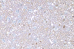 NOTCH4 Antibody in Immunohistochemistry (Paraffin) (IHC (P))