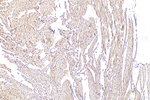 NOTCH4 Antibody in Immunohistochemistry (Paraffin) (IHC (P))