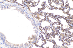 ACE Antibody in Immunohistochemistry (Paraffin) (IHC (P))