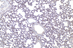 ACE Antibody in Immunohistochemistry (Paraffin) (IHC (P))