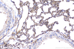 ACE Antibody in Immunohistochemistry (Paraffin) (IHC (P))