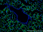 ACE Antibody in Immunohistochemistry (Paraffin) (IHC (P))