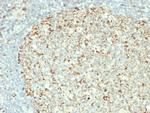 HSP60 (Heat Shock Protein 60) (Mitochondrial Marker) Antibody in Immunohistochemistry (Paraffin) (IHC (P))