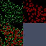 HSP60 (Heat Shock Protein 60) Antibody in Immunocytochemistry (ICC/IF)