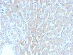 HSP60 (Heat Shock Protein 60) Recombinant Mouse Monoclonal Antibody (rGROEL, 780)