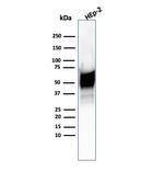 HSP60 (Heat Shock Protein 60) Antibody in Western Blot (WB)