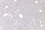 LCAT Antibody in Immunohistochemistry (Paraffin) (IHC (P))