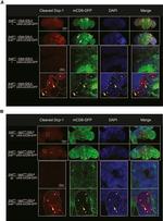 GFP Antibody in Immunohistochemistry (IHC)