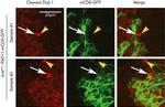 GFP Antibody in Immunohistochemistry (IHC)