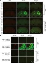 GFP Antibody in Immunohistochemistry (IHC)