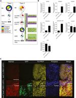 GFP Antibody in Immunohistochemistry (IHC)