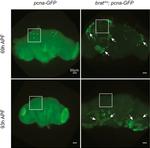GFP Antibody in Immunohistochemistry (IHC)