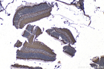 ARMS2 Antibody in Immunohistochemistry (Paraffin) (IHC (P))