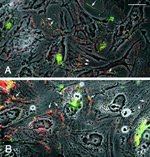 N-cadherin Antibody in Immunocytochemistry (ICC/IF)