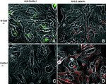 N-cadherin Antibody in Immunocytochemistry (ICC/IF)