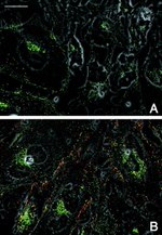 N-cadherin Antibody in Immunocytochemistry (ICC/IF)