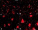 N-cadherin Antibody in Immunocytochemistry (ICC/IF)