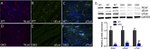 N-cadherin Antibody in Western Blot (WB)