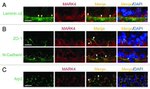 N-cadherin Antibody in Immunohistochemistry (Frozen) (IHC (F))