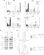 N-cadherin Antibody in Western Blot, Flow Cytometry (WB, Flow)