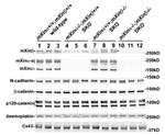 N-cadherin Antibody in Western Blot (WB)