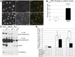 N-cadherin Antibody in Western Blot (WB)
