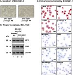 N-cadherin Antibody in Immunohistochemistry (IHC)