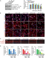 ZO-1 Antibody in Immunocytochemistry (ICC/IF)
