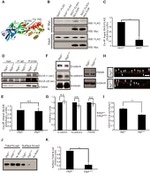 N-cadherin Antibody in Western Blot (WB)