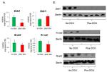 N-cadherin Antibody in Western Blot (WB)