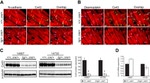 N-cadherin Antibody in Immunohistochemistry (IHC)