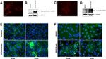 N-cadherin Antibody in Western Blot, Immunocytochemistry (WB, ICC/IF)