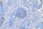 SLAMF6 Antibody in Immunohistochemistry (Paraffin) (IHC (P))