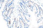 SLAMF6 Antibody in Immunohistochemistry (Paraffin) (IHC (P))