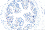 SLAMF6 Antibody in Immunohistochemistry (Paraffin) (IHC (P))