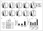 E-cadherin Antibody in Western Blot, Flow Cytometry (WB, Flow)