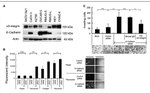E-cadherin Antibody in Western Blot (WB)