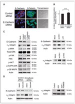 E-cadherin Antibody in Western Blot, Immunohistochemistry (Paraffin) (WB, IHC (P))