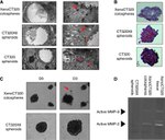 E-cadherin Antibody in Immunohistochemistry (Paraffin) (IHC (P))