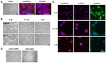 E-cadherin Antibody in Immunocytochemistry (ICC/IF)