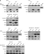E-cadherin Antibody in Western Blot (WB)