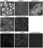 E-cadherin Antibody in Immunocytochemistry (ICC/IF)
