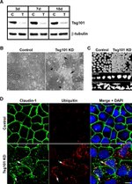E-cadherin Antibody in Immunocytochemistry (ICC/IF)