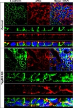 E-cadherin Antibody in Immunocytochemistry (ICC/IF)