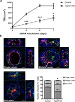 E-cadherin Antibody in Immunocytochemistry (ICC/IF)