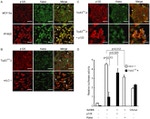 E-cadherin Antibody in Immunocytochemistry (ICC/IF)