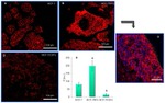 E-cadherin Antibody in Immunocytochemistry (ICC/IF)