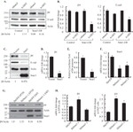 E-cadherin Antibody in Western Blot (WB)