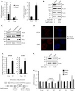 E-cadherin Antibody in Western Blot (WB)