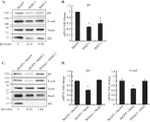 E-cadherin Antibody in Western Blot (WB)